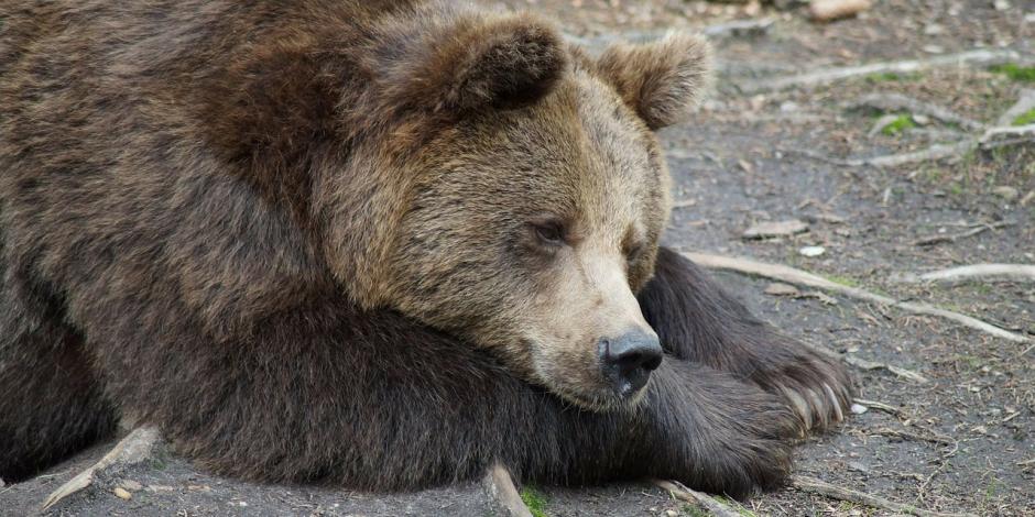 Una mujer enfrenta cargos por molestar a osos en Yellowstone 