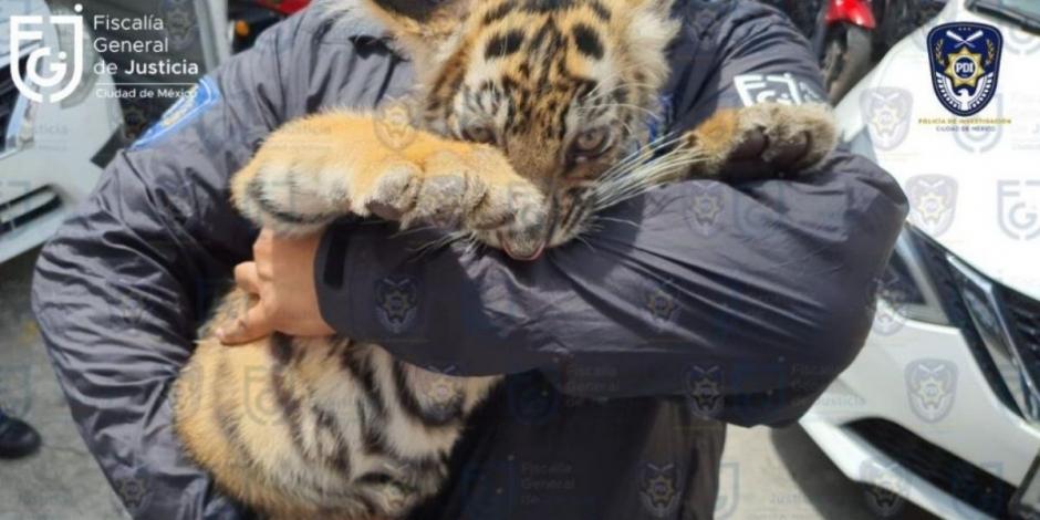 A través de redes sociales, la FGJ de la CDMX compartió imágenes del cachorro de tigre.
