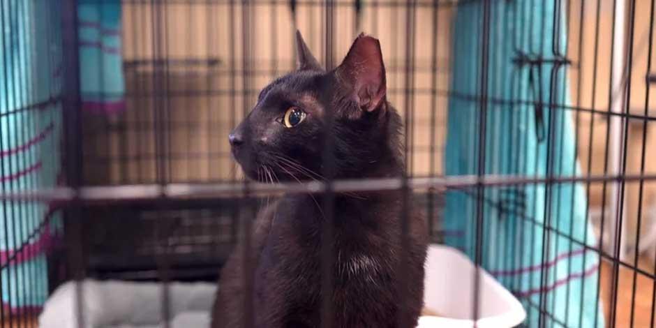 "Binx", el afortunado gato negro que sobrevivió al colapso de un edificio en Miami