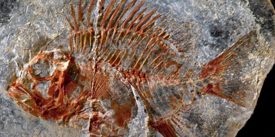 La característica del pez que se cree existió hace cerca de 95 millones de años, es que cuenta con numerosas espinas en las aletas dorsal.