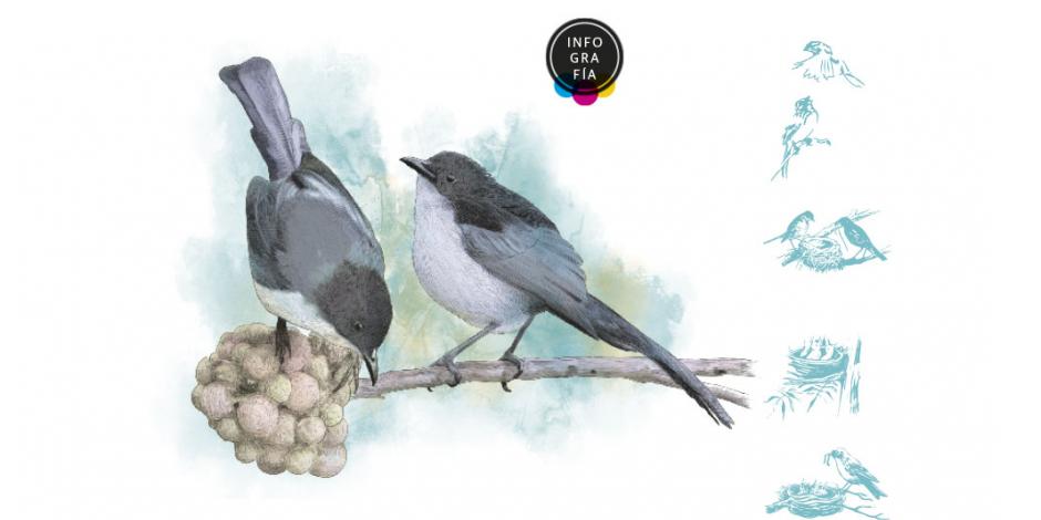 Descubren nueva especie de ave en los bosques nubosos de Papúa