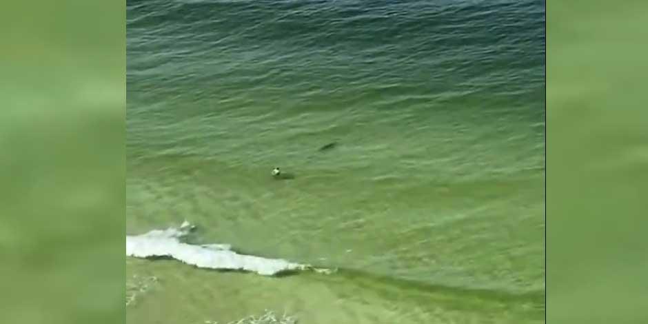 Captan a un tiburón a punto de "atacar" a bañista en Florida