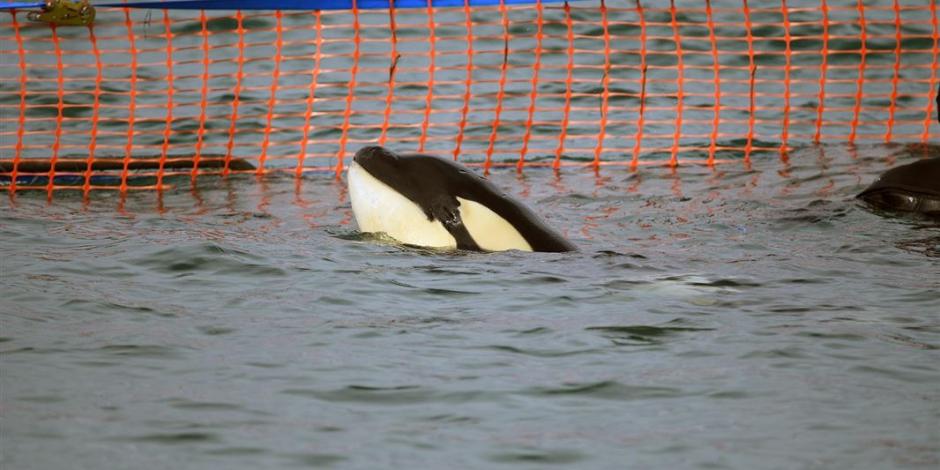 Ciudadanos despiden a orca bebé que murió tras separarse de su madre.