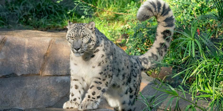 Los tres leopardos de las nieves se llamaban Ranney, Everest y Makalu.