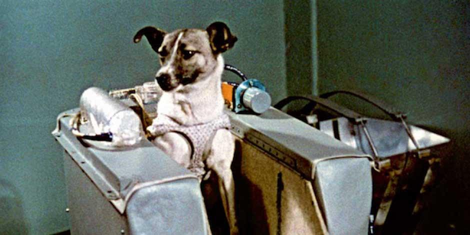 Tras el Día Internacional del Perro muchos conocen quién fue Laika