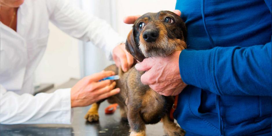 Alertan sobre el tema de la vacuna contra COVID-19 en perros y gatos