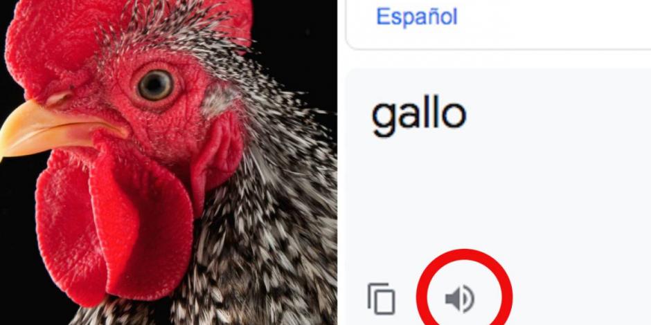El traductor de Google tiene una extraña voz al escribir "Gallo"