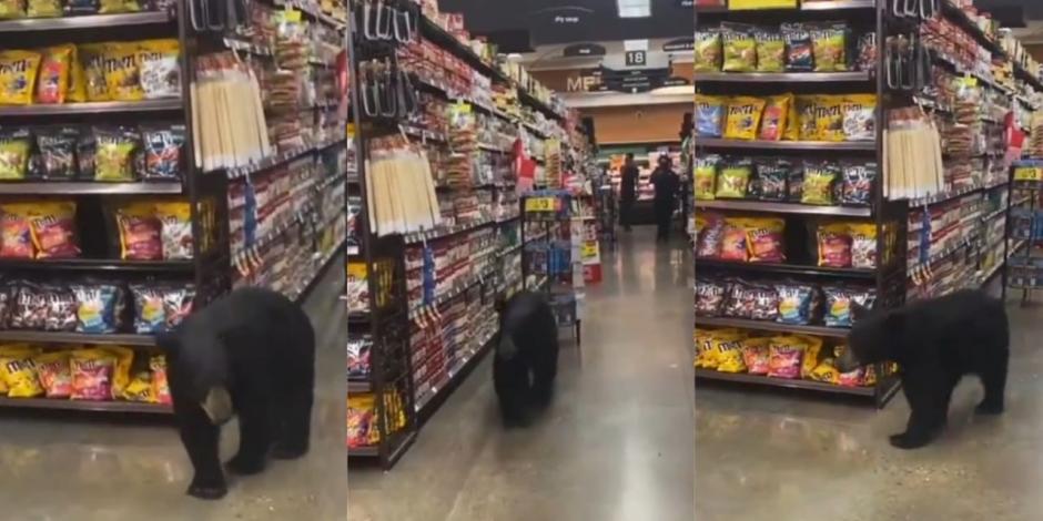 Cachorro de oso "va de compras" a un supermercado en Los Ángeles.