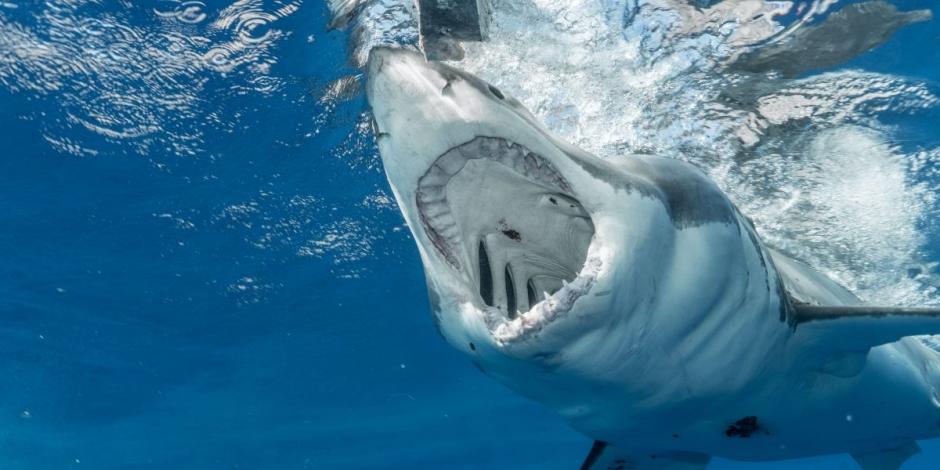 Unos tiburones devoraron un cadáver, el cual presuntamente se trata de un pescador que cayó de un barco.