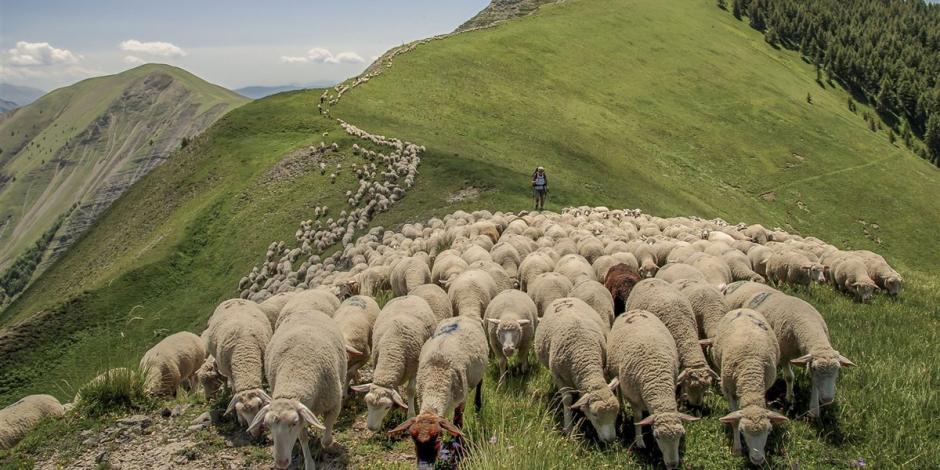 Un rayo mató a más de 500 ovejas en una montaña