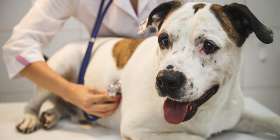 Cuidado: si tus perros presentan estos síntomas pueden tener Rickettsia por las picaduras de garrapatas