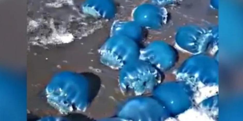 Medusas azules fueron arrastradas por las olas hasta la playa en La Paz