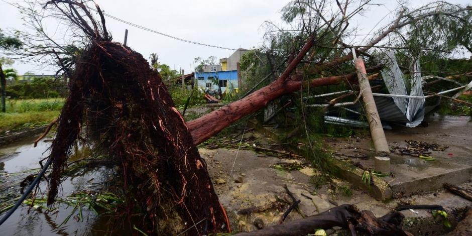 Un árbol, arrancado de raíz cuando el huracán "Grace" azotó Veracruz con lluvias torrenciales, cayó sobre una casa.
