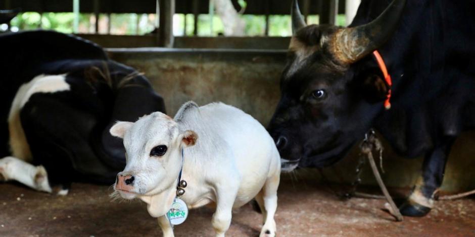 Rani era la vaca más pequeña del mundo y la visitaron más de 15 mil personas