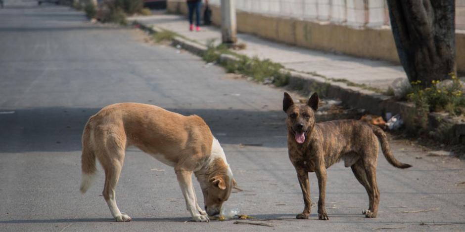 Cualquier persona que cause dolor, sufrimiento o la muerte a un animal doméstico en Nuevo León, puede terminar en la cárcel o pagar multas de más de ocho mil pesos.