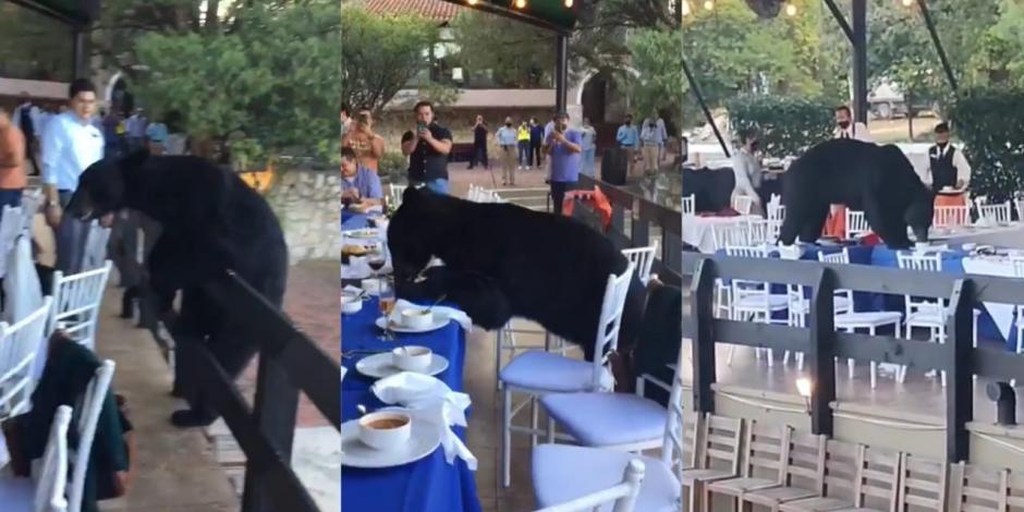 Un oso negro sorprendió a los huéspedes de un hotel, pues al igual que ellos, quería disfrutar de los alimentos del banquete.