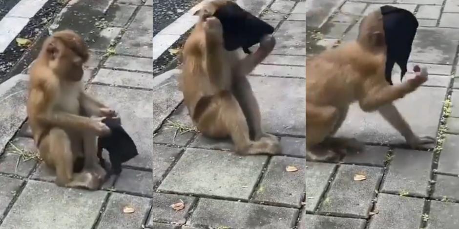 Un mono levantó del suelo un cubrebocas y dio una gran lección de cómo debe usarse.