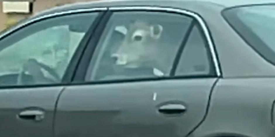 Captura de pantalla del video que le tomaron a la vaca dentro del auto