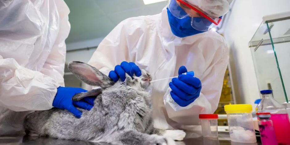 Al aprobar esta legislación, los fabricantes de artículos de belleza tendrán que dejar de usar animales vivos para sus experimentos.