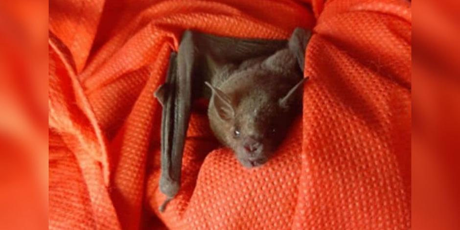 El murciélago fue trasladado a las instalaciones de la Brigada de Vigilancia Animal donde se le realizará una evaluación médica.