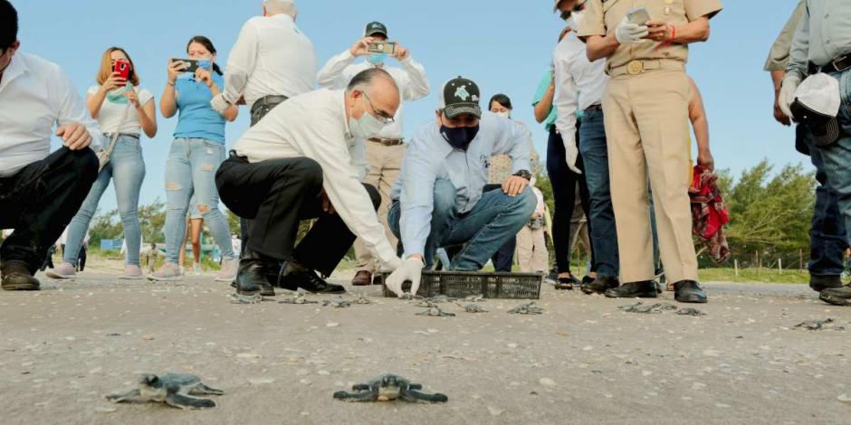 El gobierno de Tamaulipas ha promovido acciones para proteger a más de 140 mil huevos y se han liberado más de 105 mil crías de tortuga verde marina.