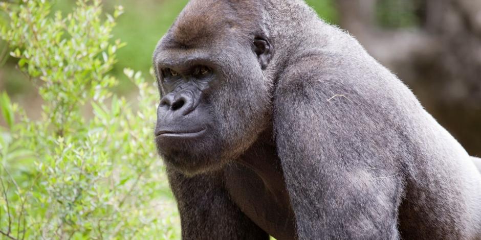 Gorilas dan positivo a COVID-19 en el Zoológico de Atlanta