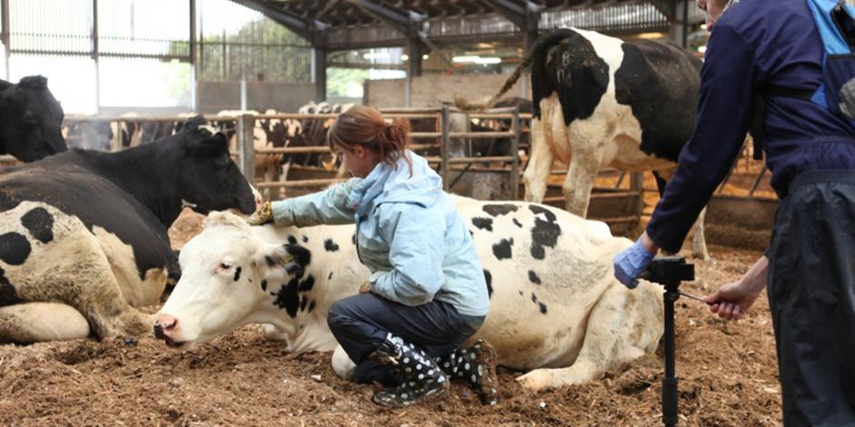 Se está investigando para saber el origen de la enfermedad de las "vacas locas"