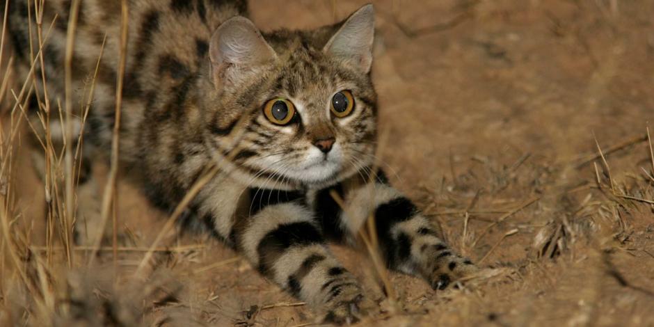 Este felino es un efectivo cazador y el terror de muchos animales pequeños