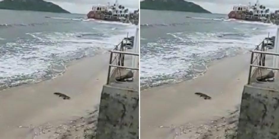 Habitantes de Mazatlán aseguran que esta no es la primera vez que un cocodrilo llega a la playa.