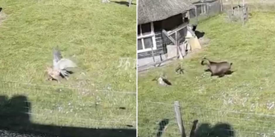 Un video captó el momento exacto en el que una gallina es atacada por un halcón y posteriormente salvada por una cabra.