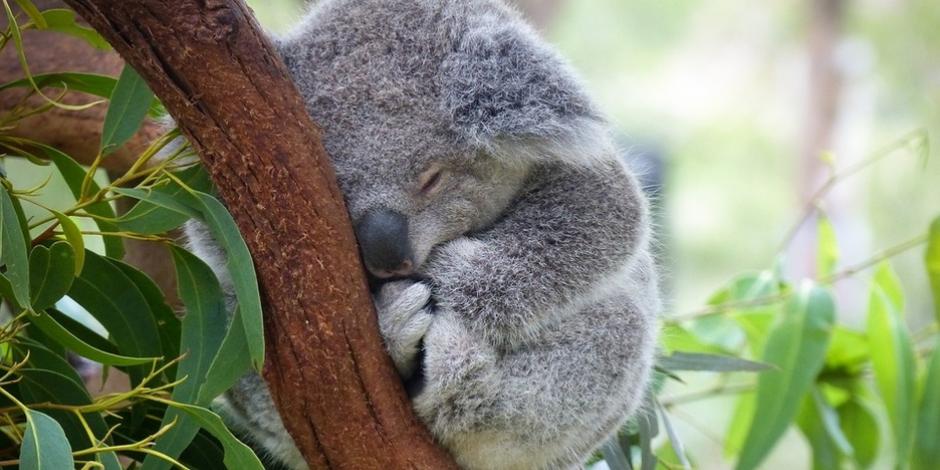 La población de koalas está bajando de forma "dramática" en Australia, advierten expertos