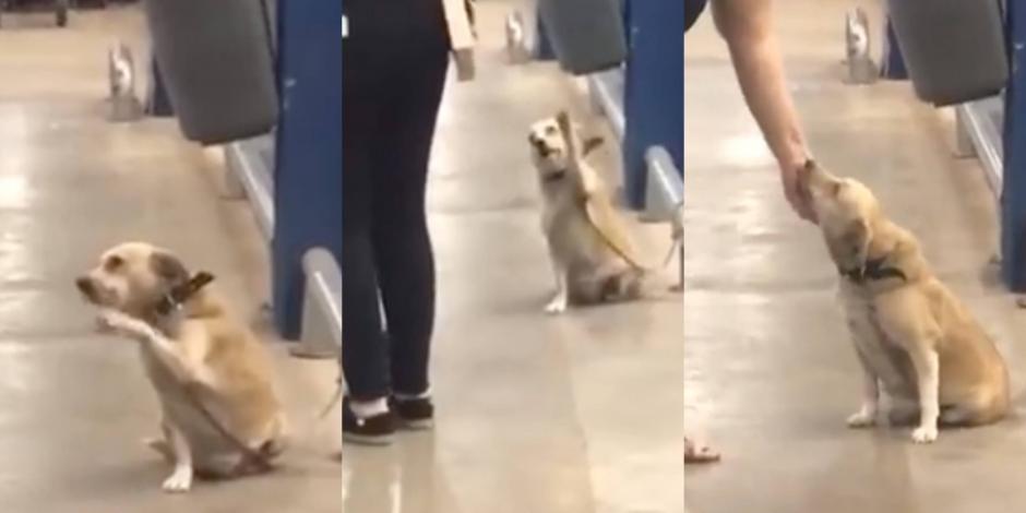 Un perrito que saluda a los compradores que salen del supermercado causó furor en redes