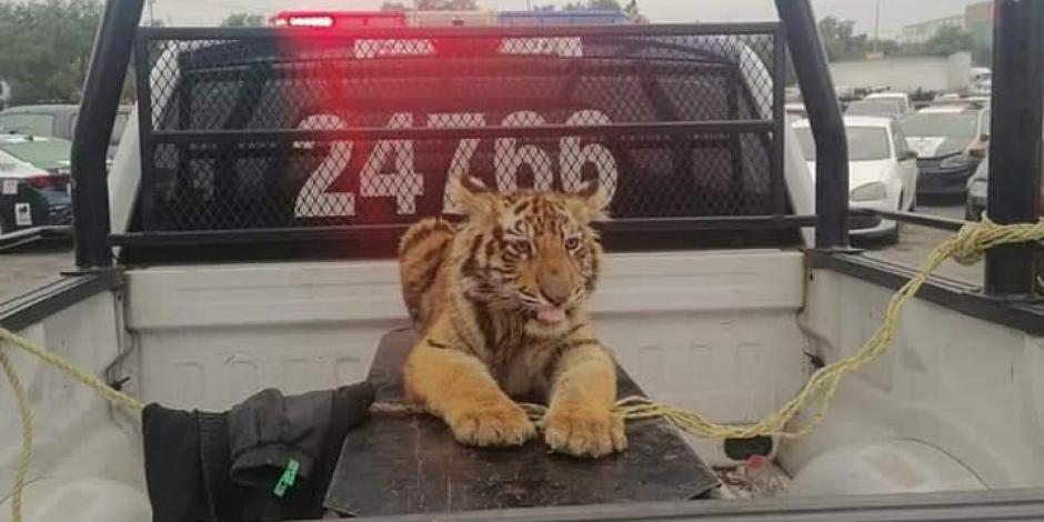 Vecinos indican que el cachorro de tigre pudo haberse escapado de algún domicilio.