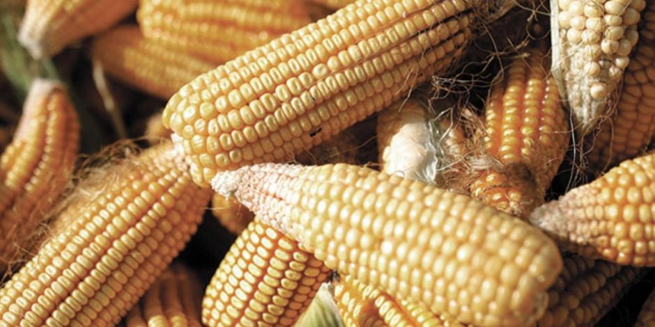 Las compras de maíz son mayores en 6.9 por ciento respecto al año pasado