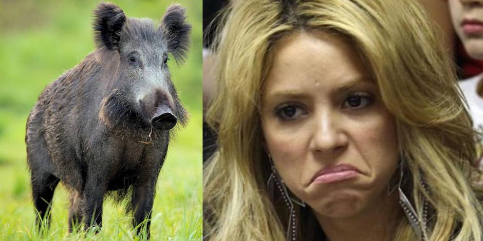 Shakira es atacada por dos jabalíes: "Me han reventado todo"