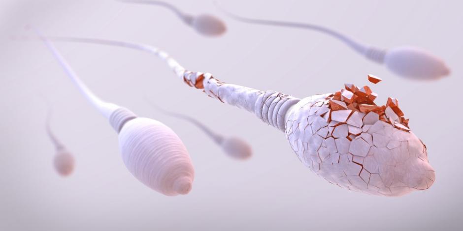 Hay probabilidad de una crisis de infertilidad y de cero producción de esperma, dice epidemióloga