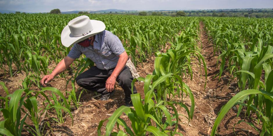 El secretario de Agricultura y Desarrollo Rural, Víctor Villalobos Arámbula, exhortó a aprovechar la oportunidad que presenta la agricultura nacional ante el buen temporal
