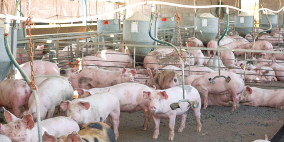 La comercialización de carne de cerdo mexicana registra números positivos.