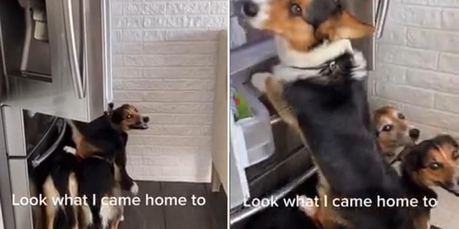 Perros trabajan en equipo para llegar a la comida en el refrigerador