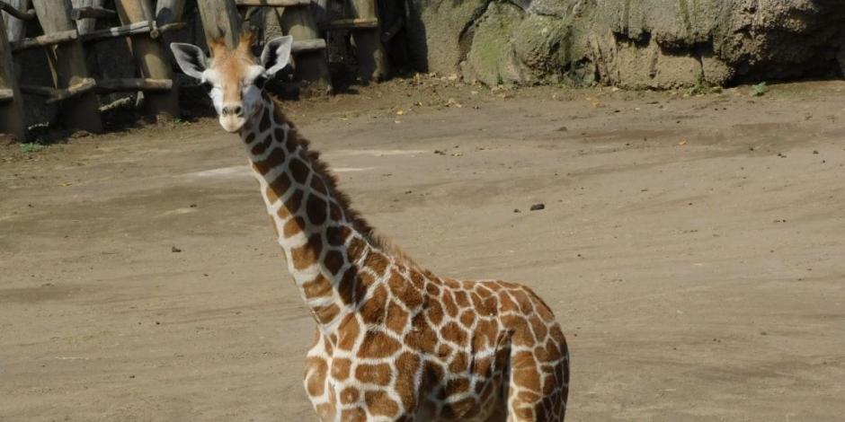 Fotografía de la jirafa bebé, nueva habitante del Zoológico de Chapultepec; la ciudadanía puede participar para ponerle nombre.