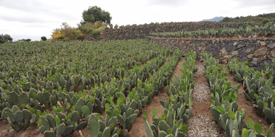 La jefa de Gobierno de la Ciudad de México detalló que a través de 40 millones de pesos se ha apoyado a dos mil 682 hectáreas de nopal en Milpa Alta.