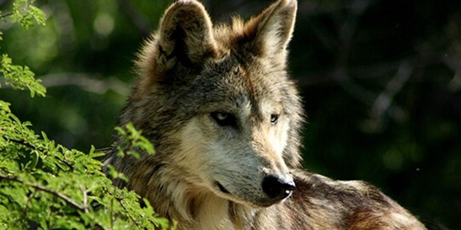 La Cepanaf con 30 elementos integrados por guardaparques, veterinarios y personal de apoyo, comenzaron la búsqueda de un lobo gris mexicano que escapó de un albergue en el Estado de México.