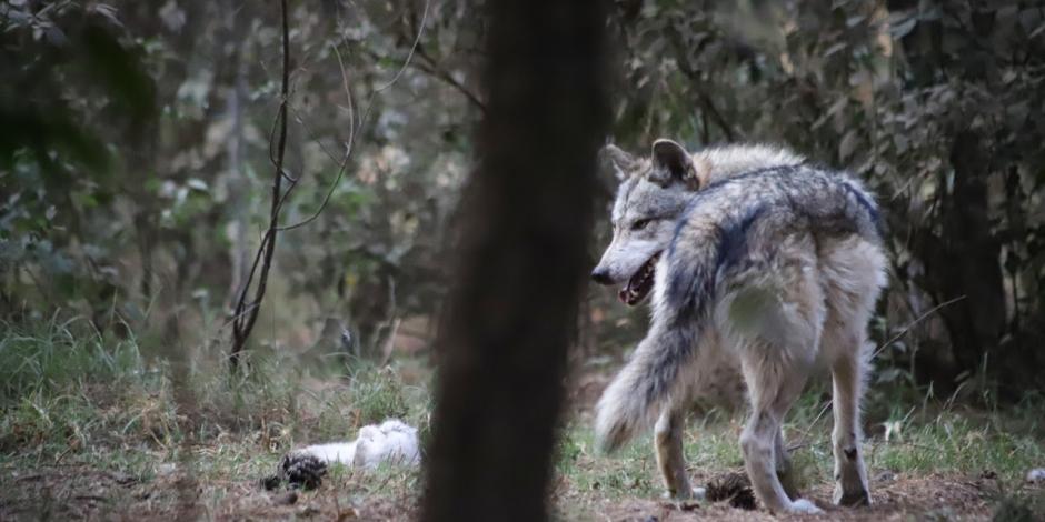 Se calcula que el lobo gris mexicano recorrió aproximadamente 30 kilómetros dentro del Área Natural Protegida.