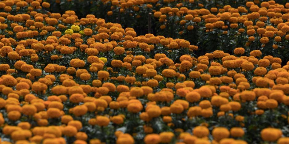 En México, la flor de cempasúchil corona las ofrendas de Día de Muertos