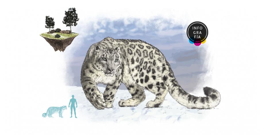 Leopardo de las nieves sigue en riesgo de extinción; hay 1,000 en Mongolia