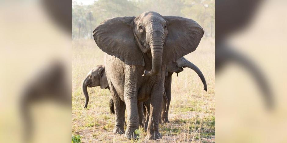 Elefanta sin colmillos junto a sus dos crías en el Parque Nacional de Gorongosa, Mozambique.