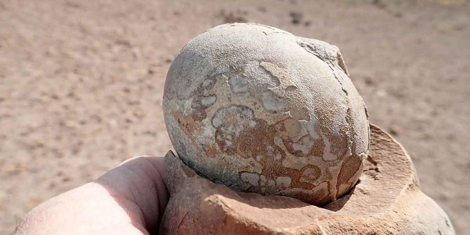 Huevo del Mussaurus patagonicus encontrado en Argentina por investigadores internacionales.