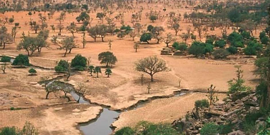 Millones de árboles fueron encontrados en el desierto del Sahara en África