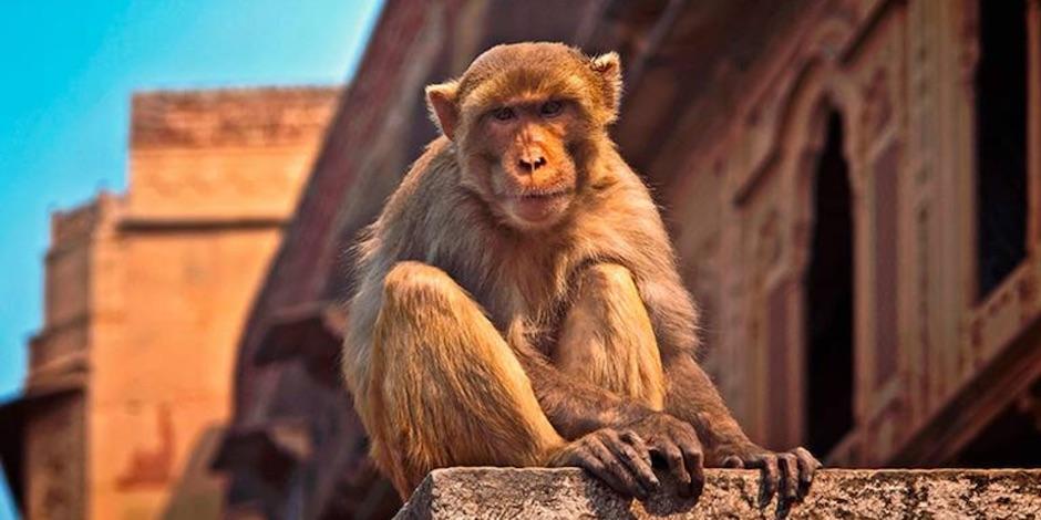 Mono acaba con la vida de un hombre. Foto: Pixabay