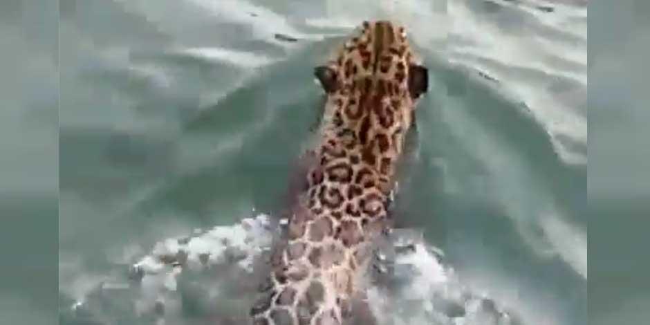 Un jaguar, especie en riesgo, nada frente a una lancha ne la Riviera Maya